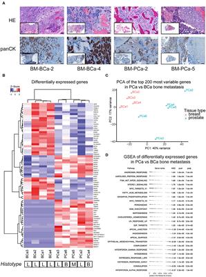 Dual-mTOR Inhibitor Rapalink-1 Reduces Prostate Cancer Patient-Derived Xenograft Growth and Alters Tumor Heterogeneity